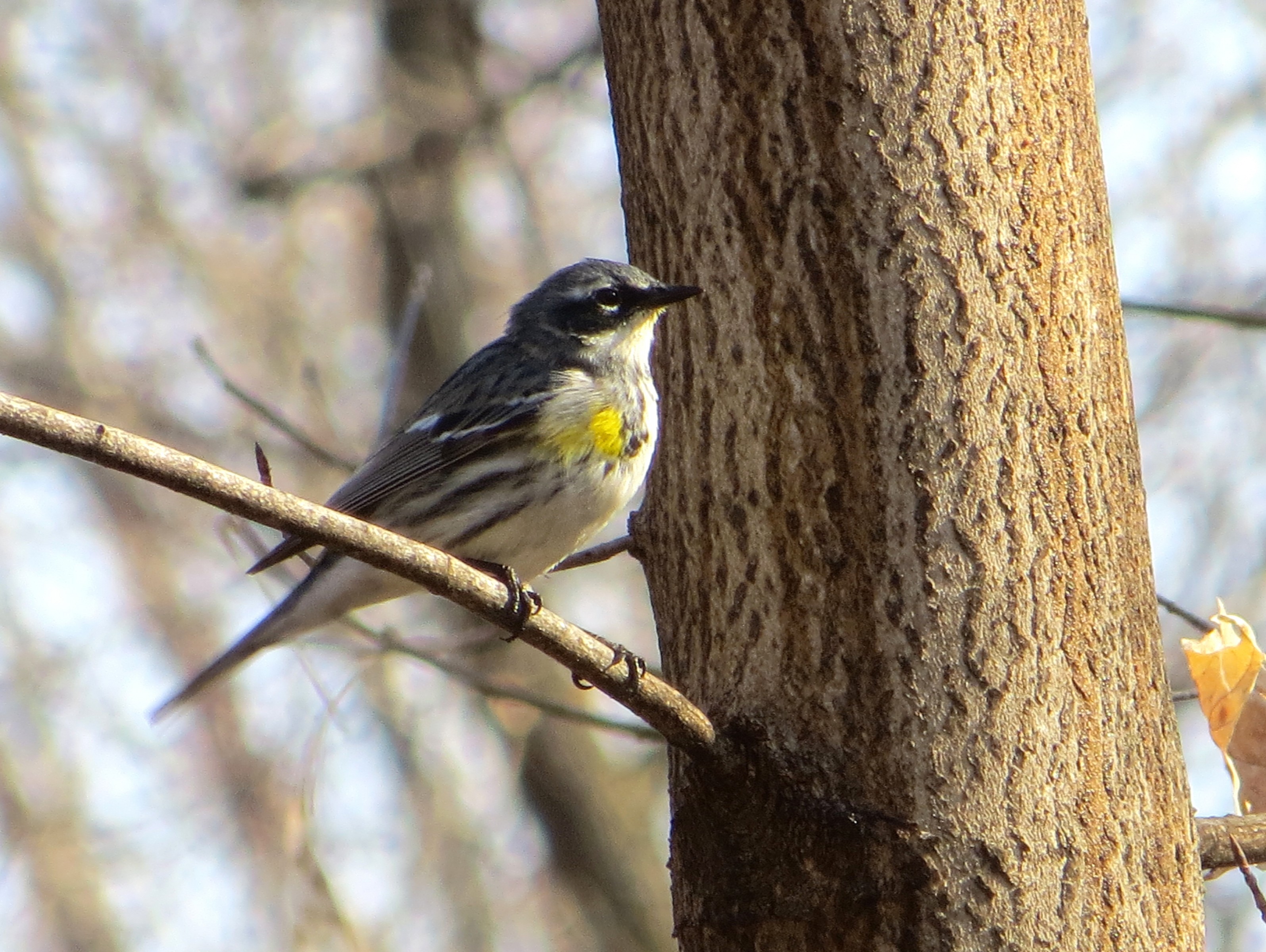 03/25/2020 Yellowrumped Warbler